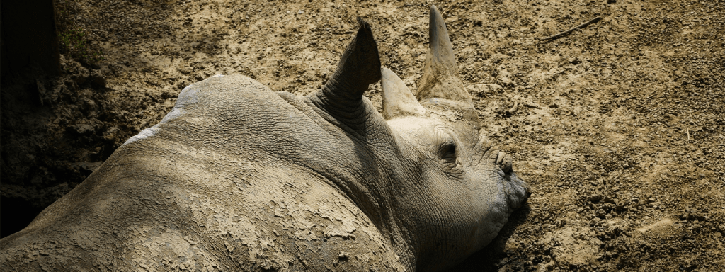 Strengthening regional efforts against wildlife crime: A strategic discussion in Djibouti